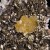Pyrite ps. Baryte, Fluorite and Baryte, Moscona Mine M04724
